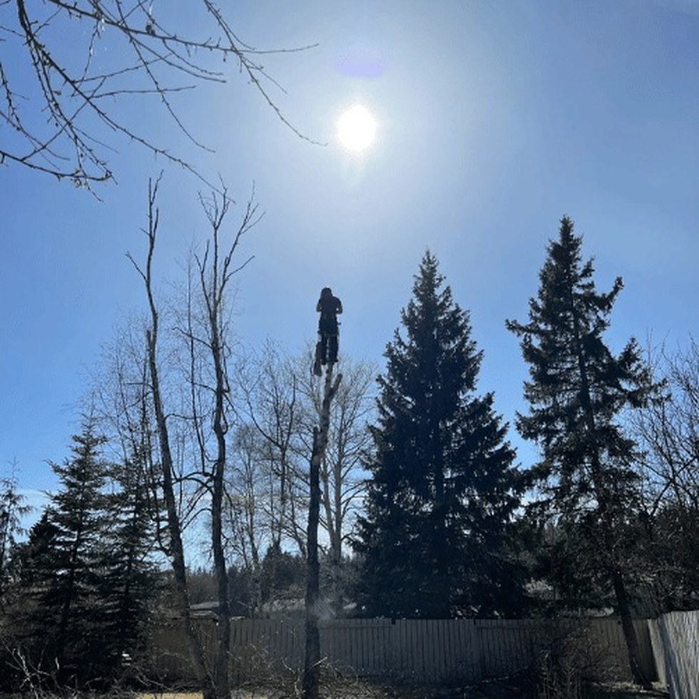 Cypress Tree Service crew at work