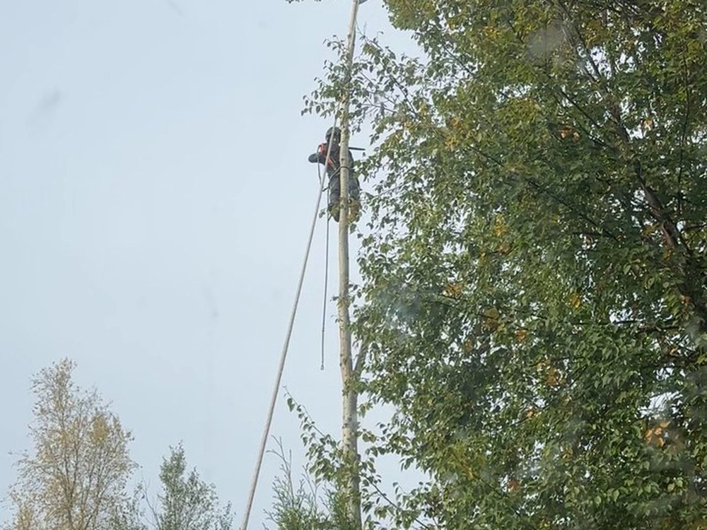 Cypress Tree Service working in Prince George