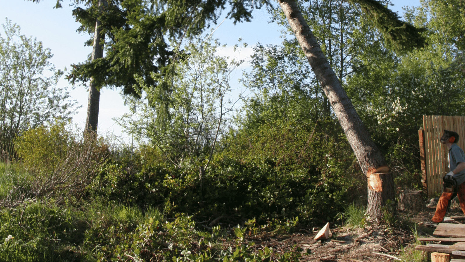 Mature trees at a Cypress job site