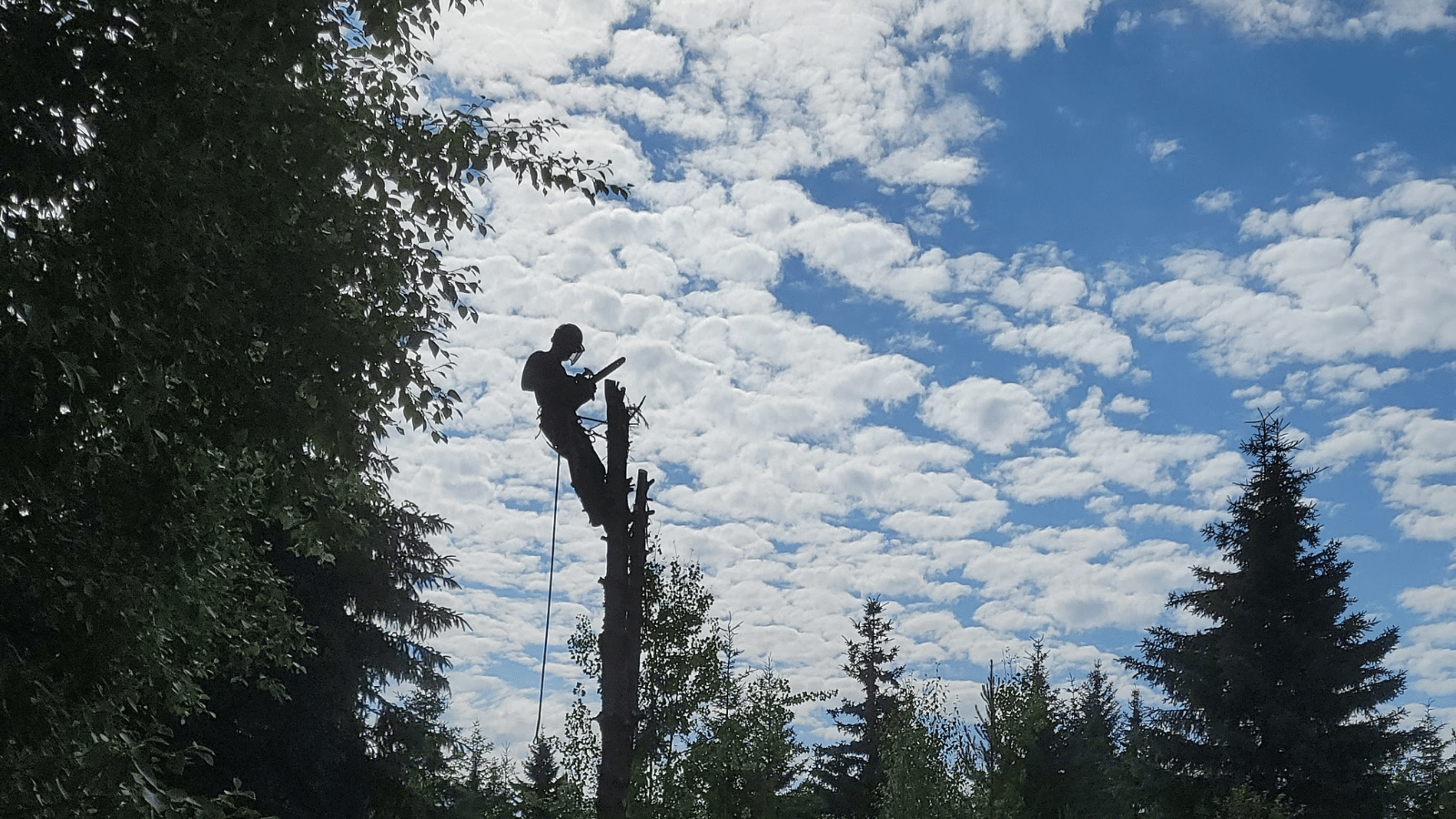 Tree care by Cypress Tree Service
