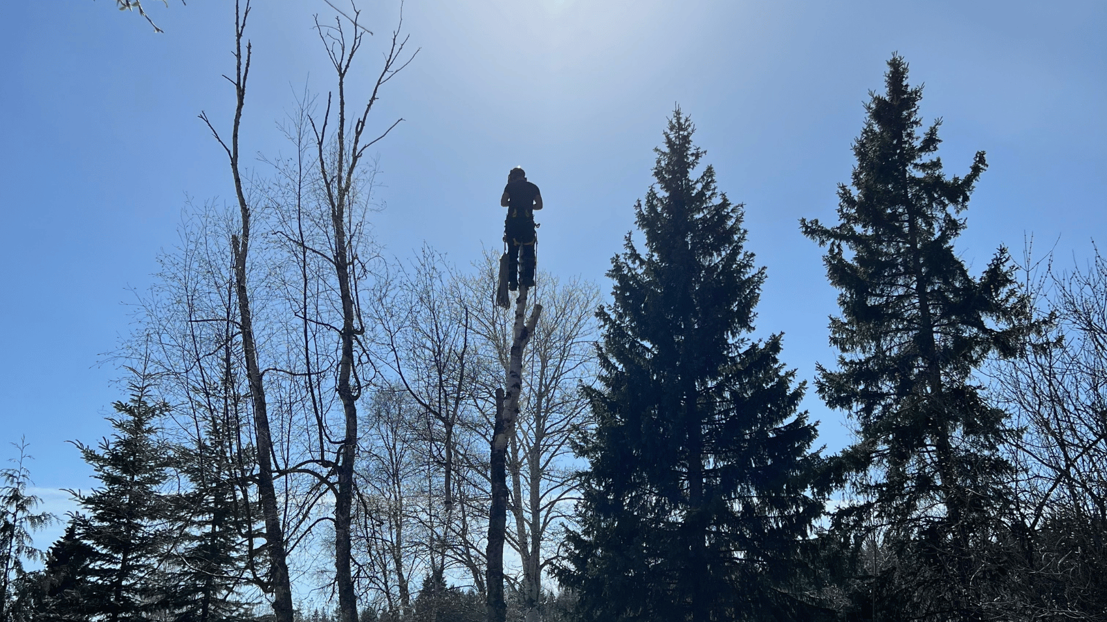 Cypress Tree Service removing a tree