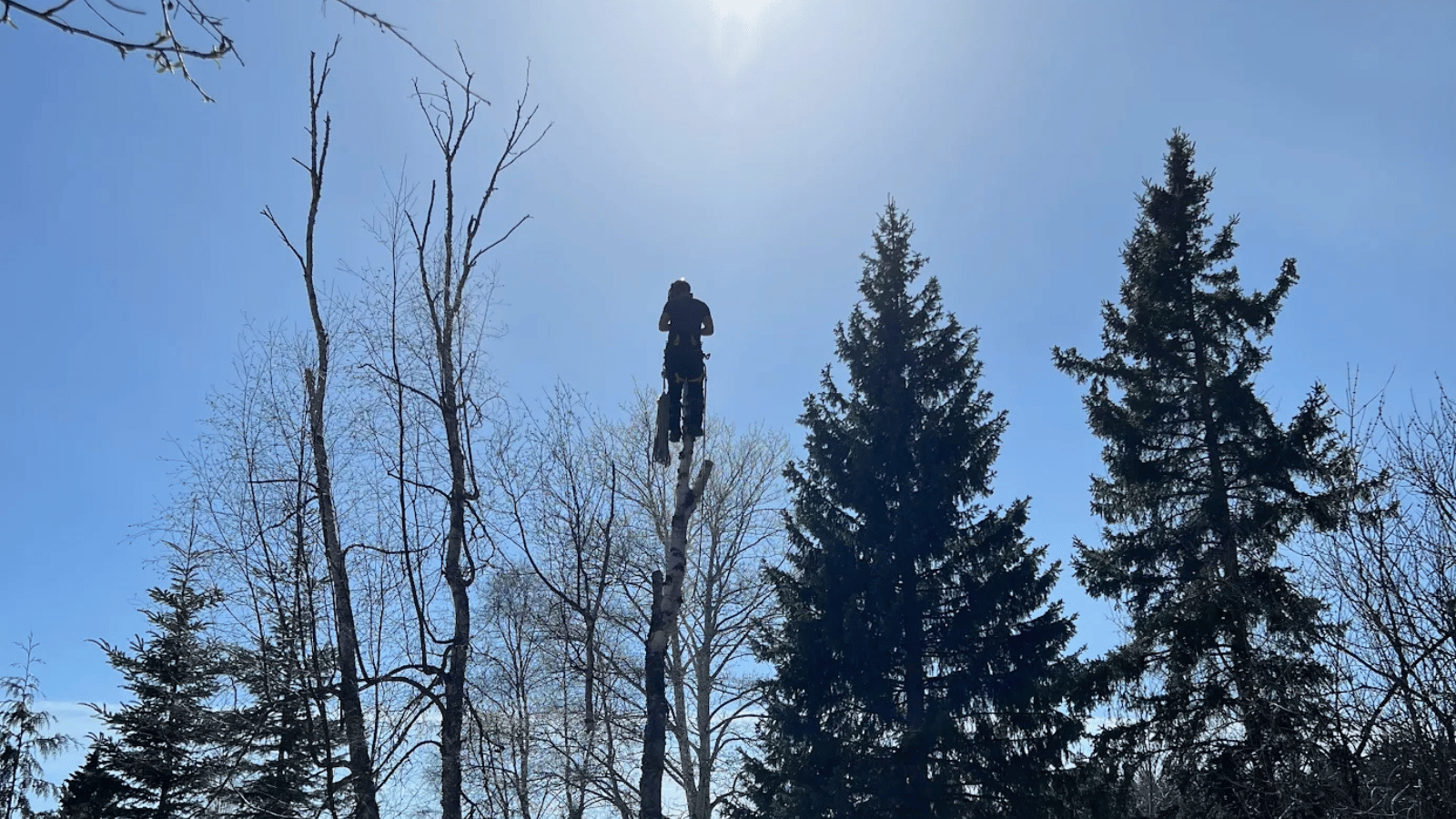 Tree being removed by Cypress Tree Service