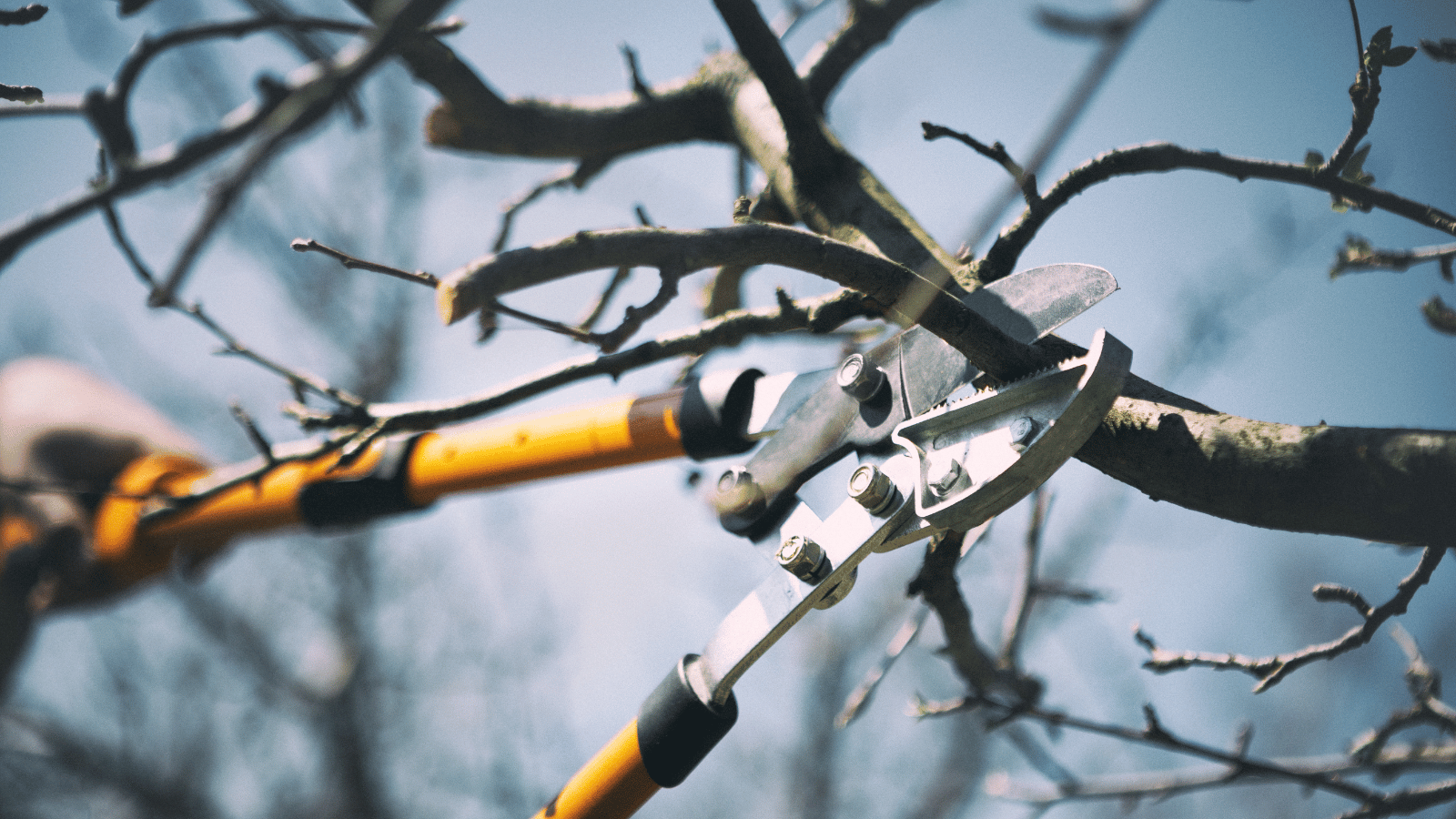 Tree pruning by Cypress Tree Service