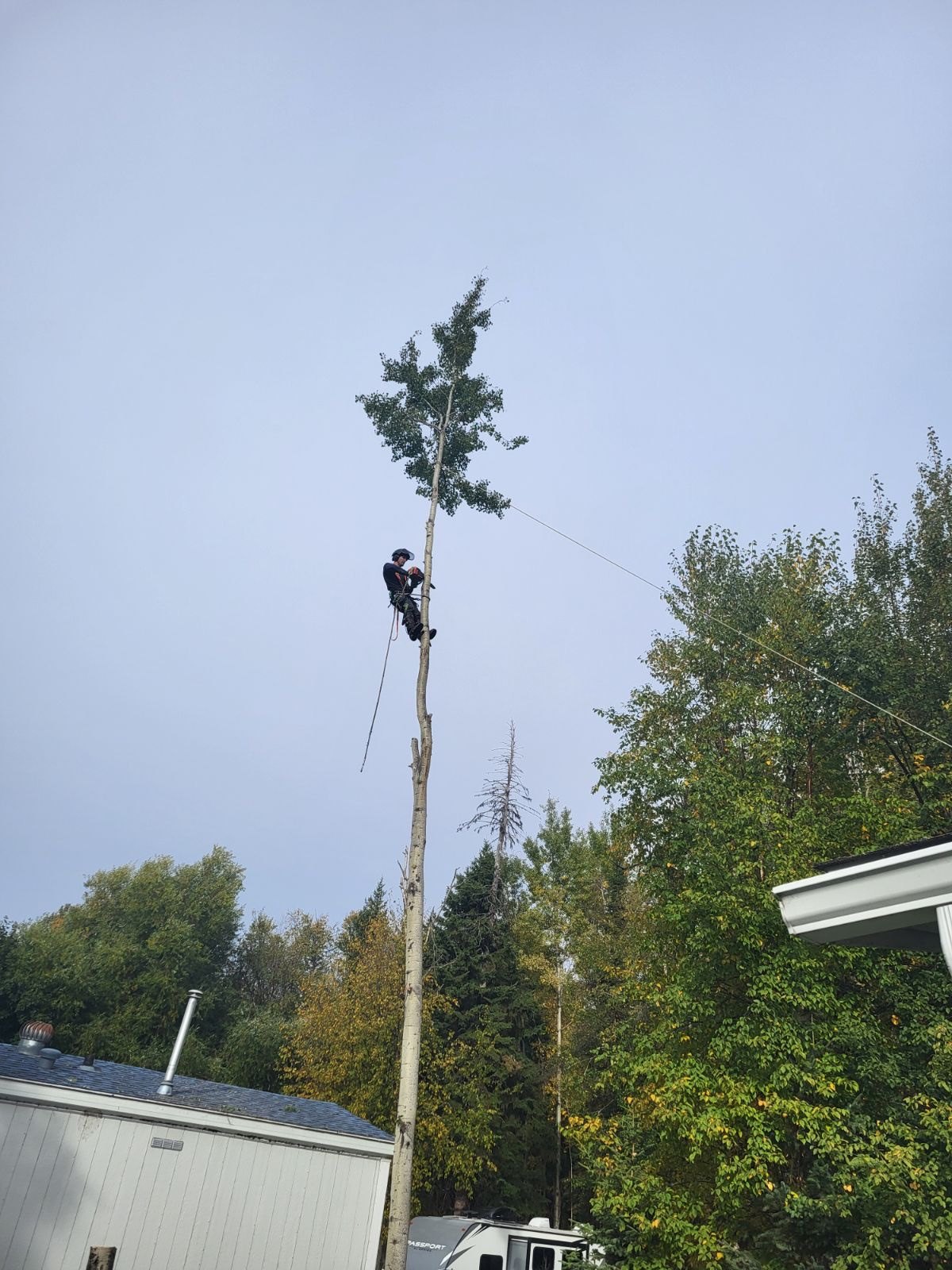 Tree climber working above a home