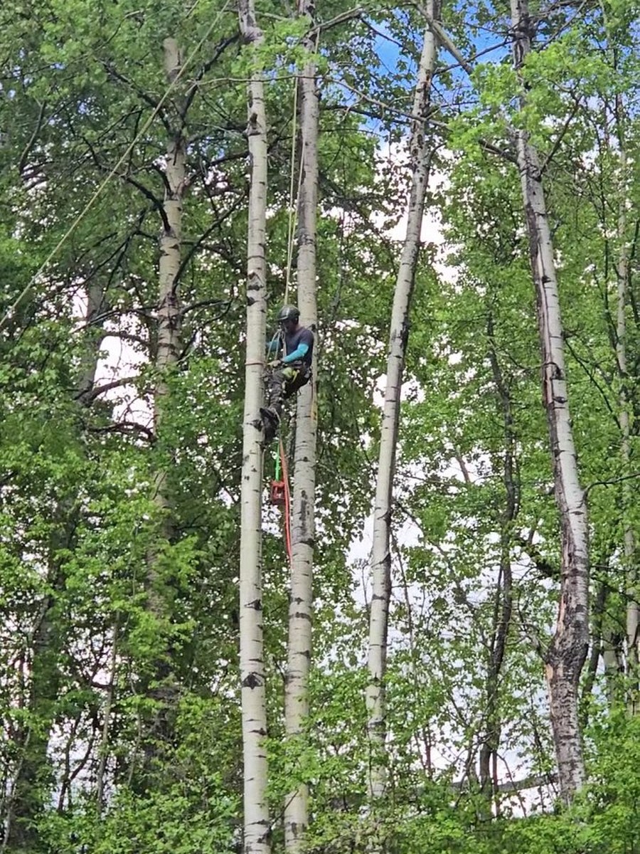 Tree climber working among aspen trees