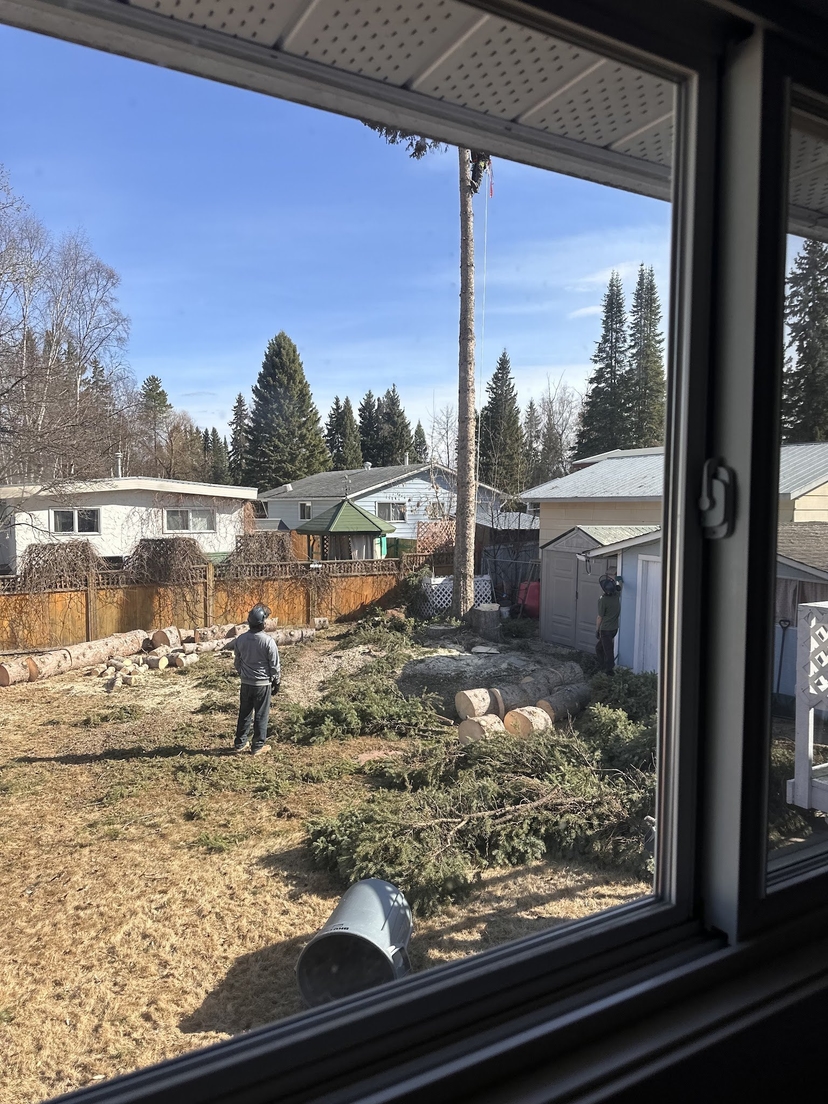 Yard viewed through a window