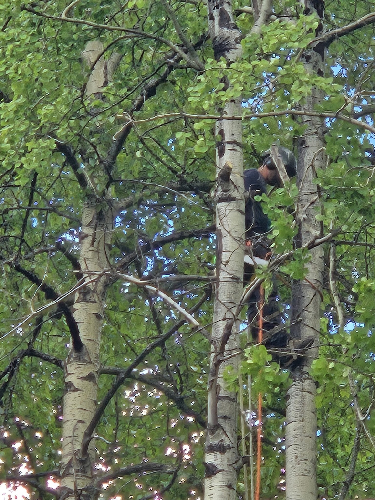 Tree climber working in the canopy