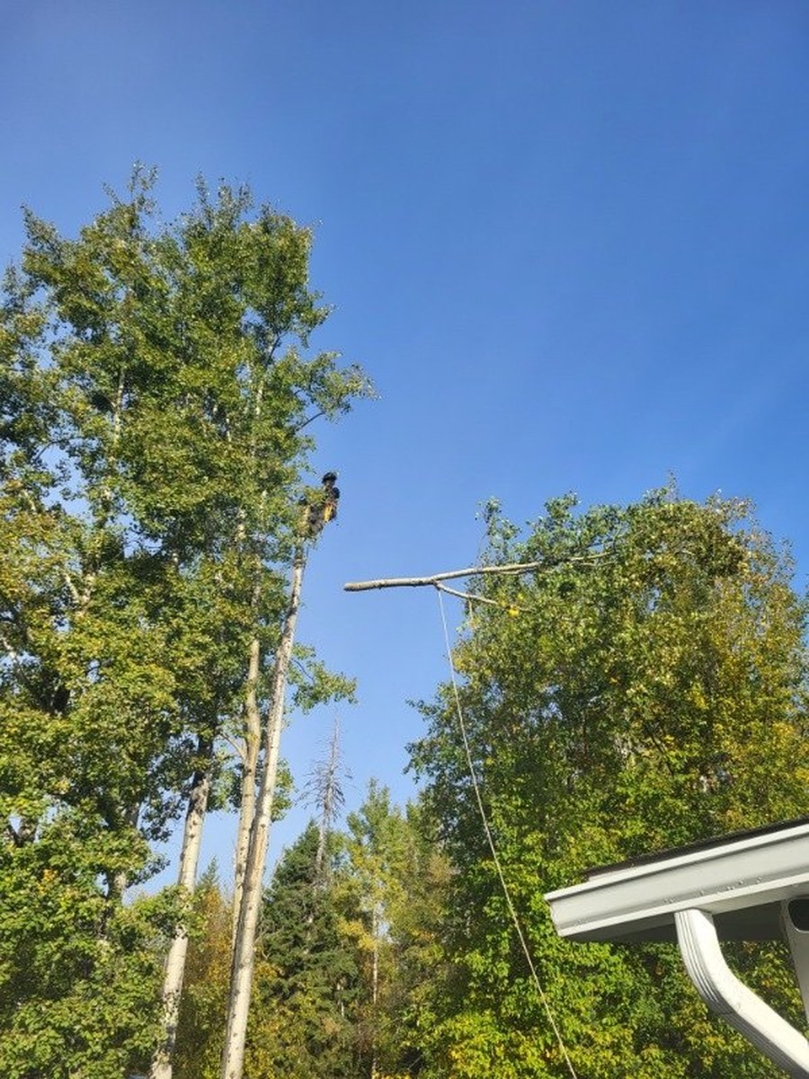 Tree climber working with a suspended limb