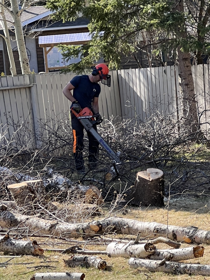 Cut stump and logs in a yard