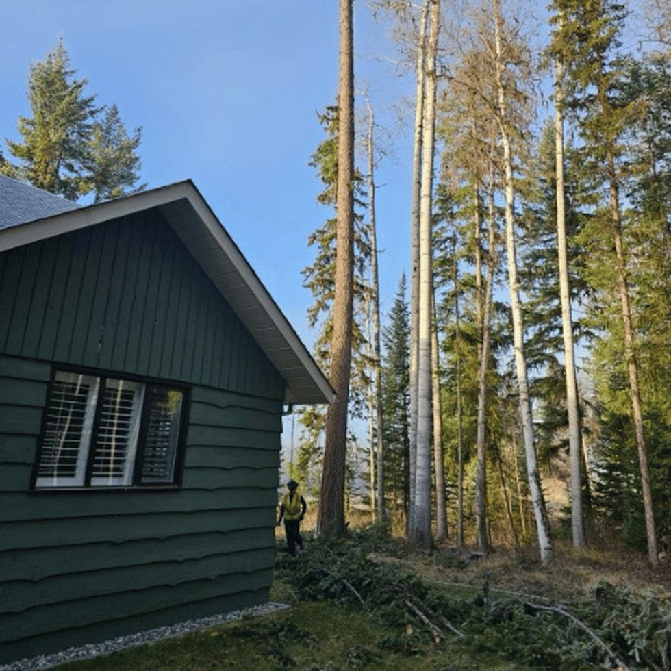 Tree care work in Beaverley