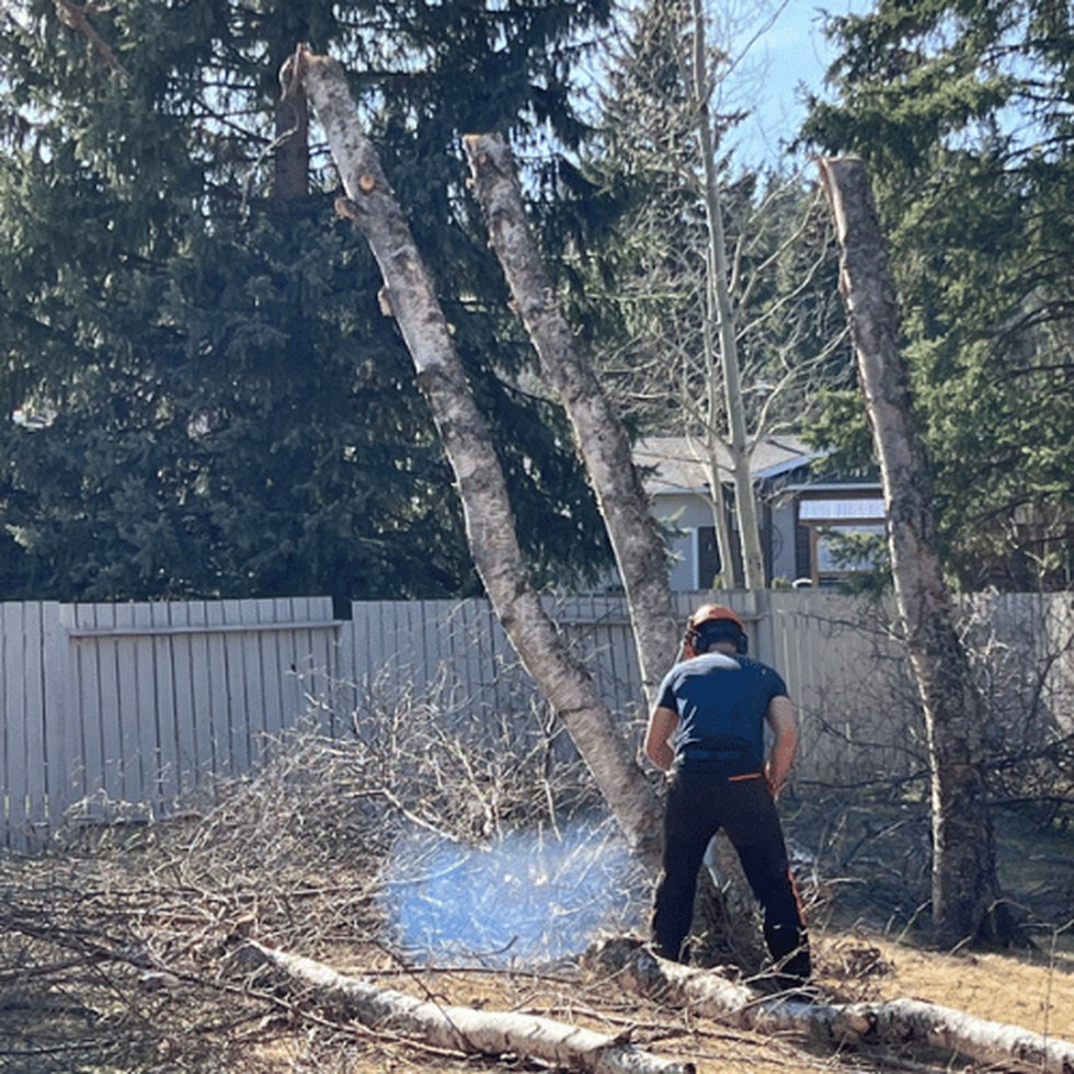 Cypress worker cutting down a tree