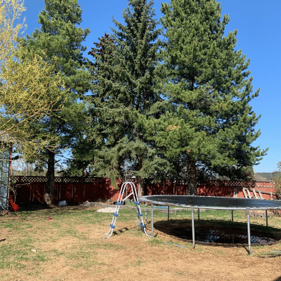 Professional tree trimming