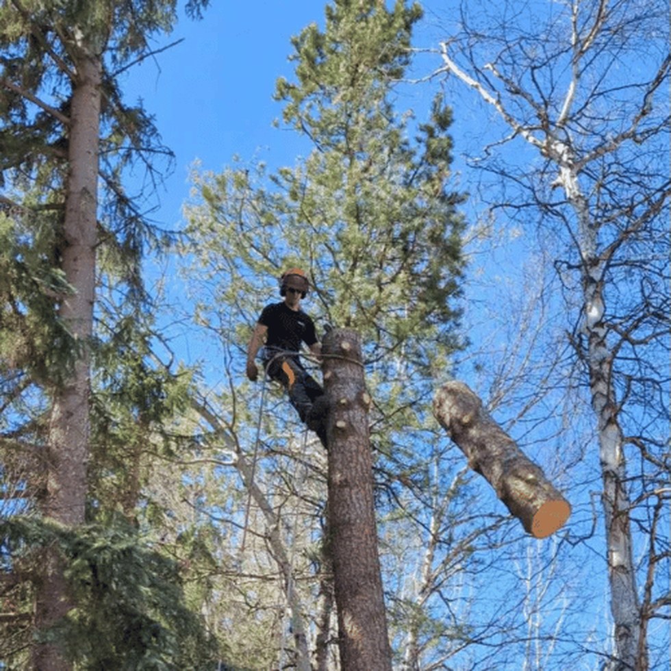 Tree care work in Isle Pierre