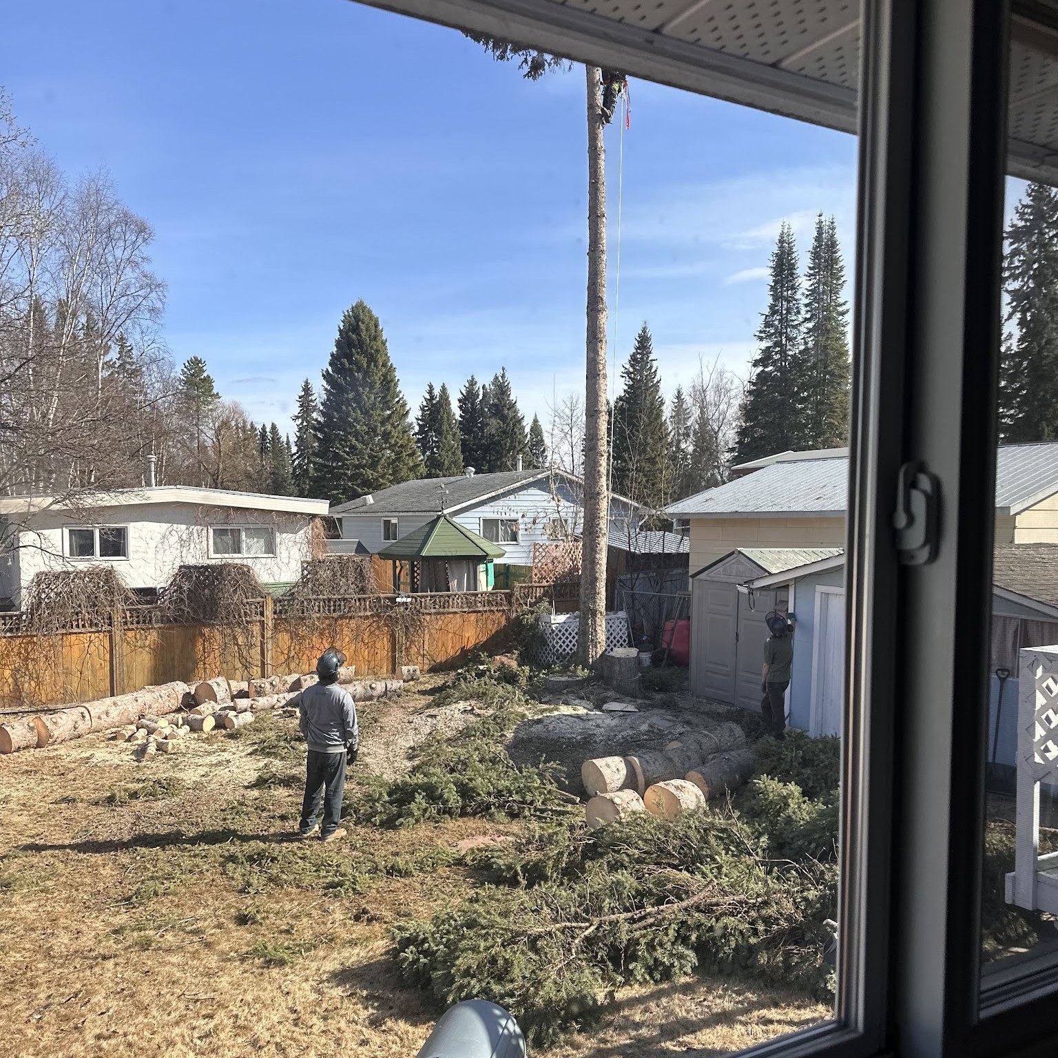 Yard viewed after tree work