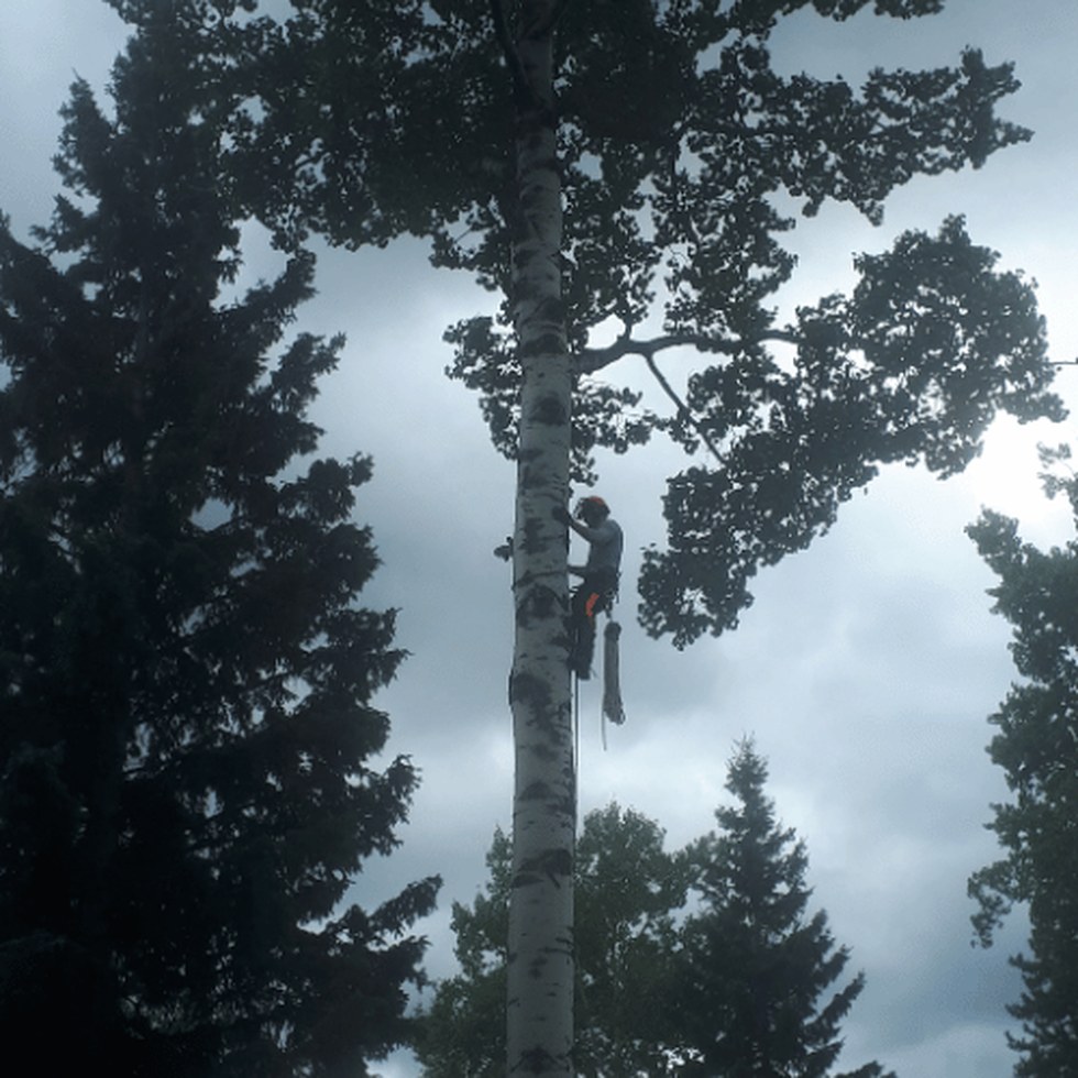 Tree care work in Summit Lake