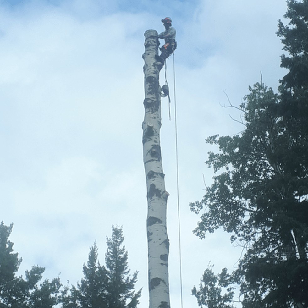 Tree care work in Penny