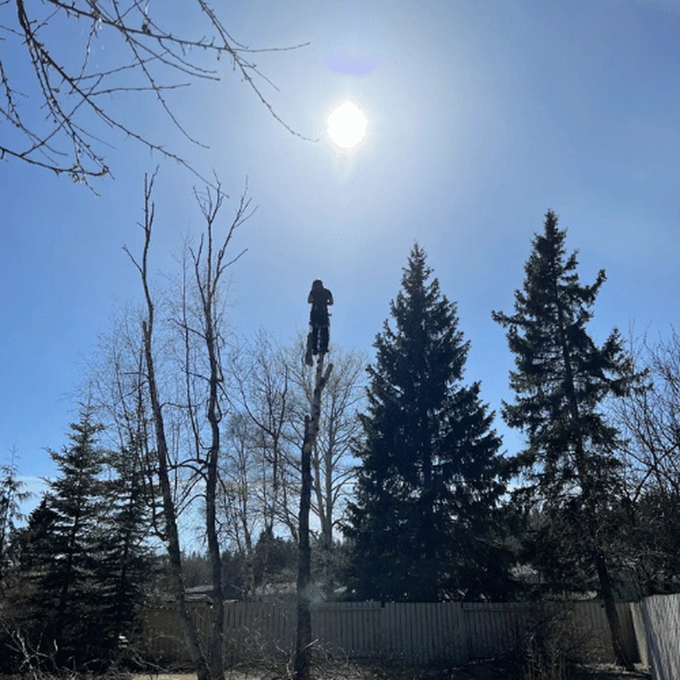 Tree care work in Valemount