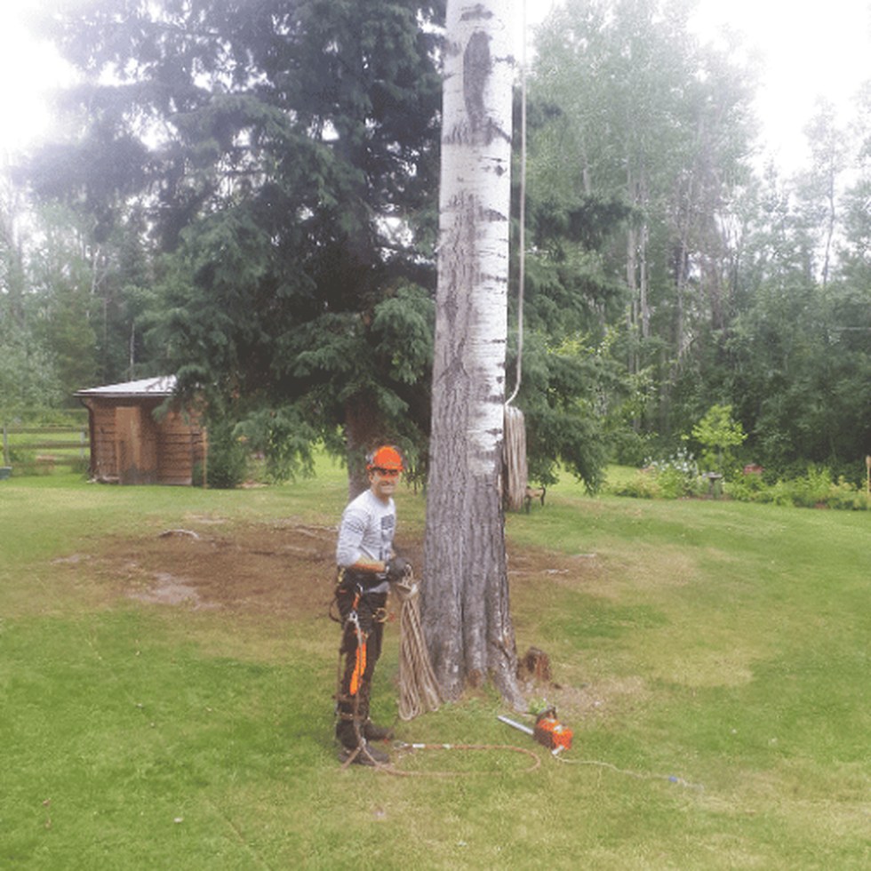 Tree care work in Hixon
