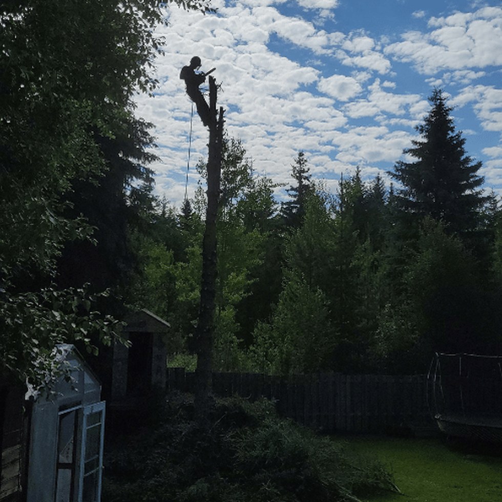 Tree care work in Mackenzie