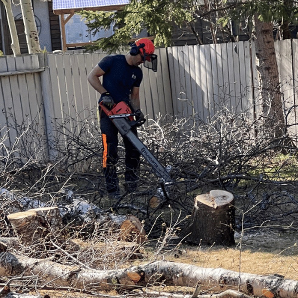 Large tree removal