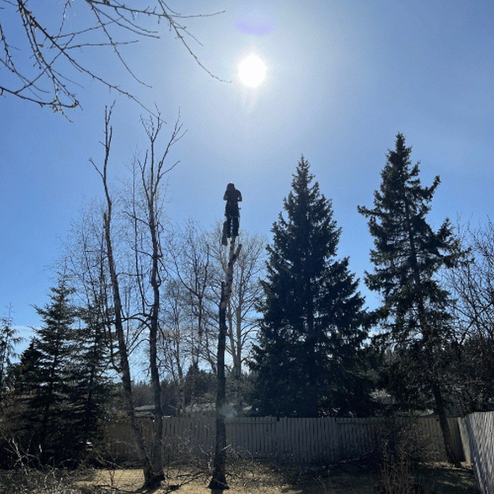 Tree canopy beside a home