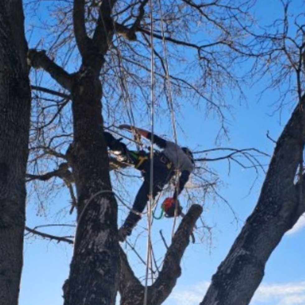 Deadwooding & Canopy Thinning in Prince George, BC