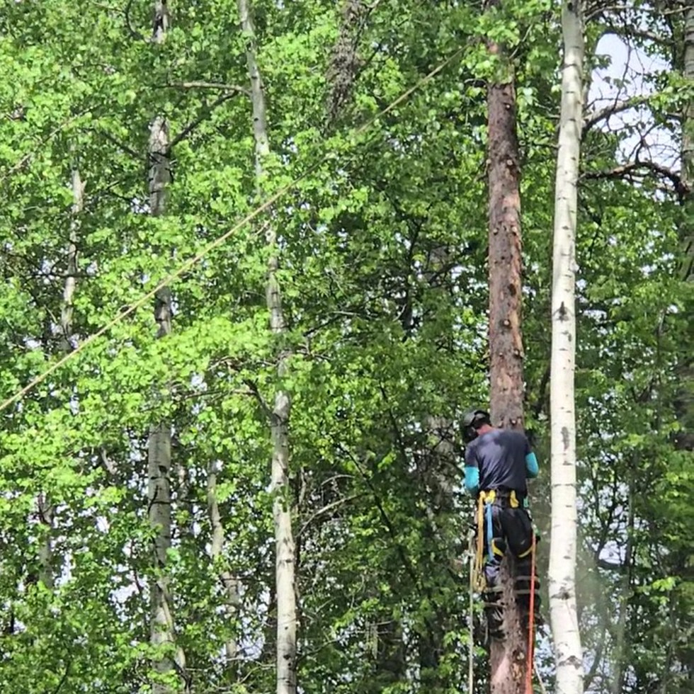 Climber working on a mature tree trunk