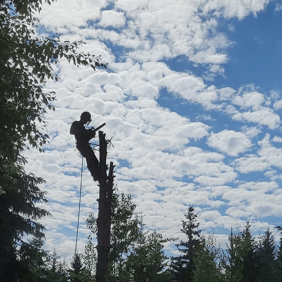 Tree Care in Prince George, BC