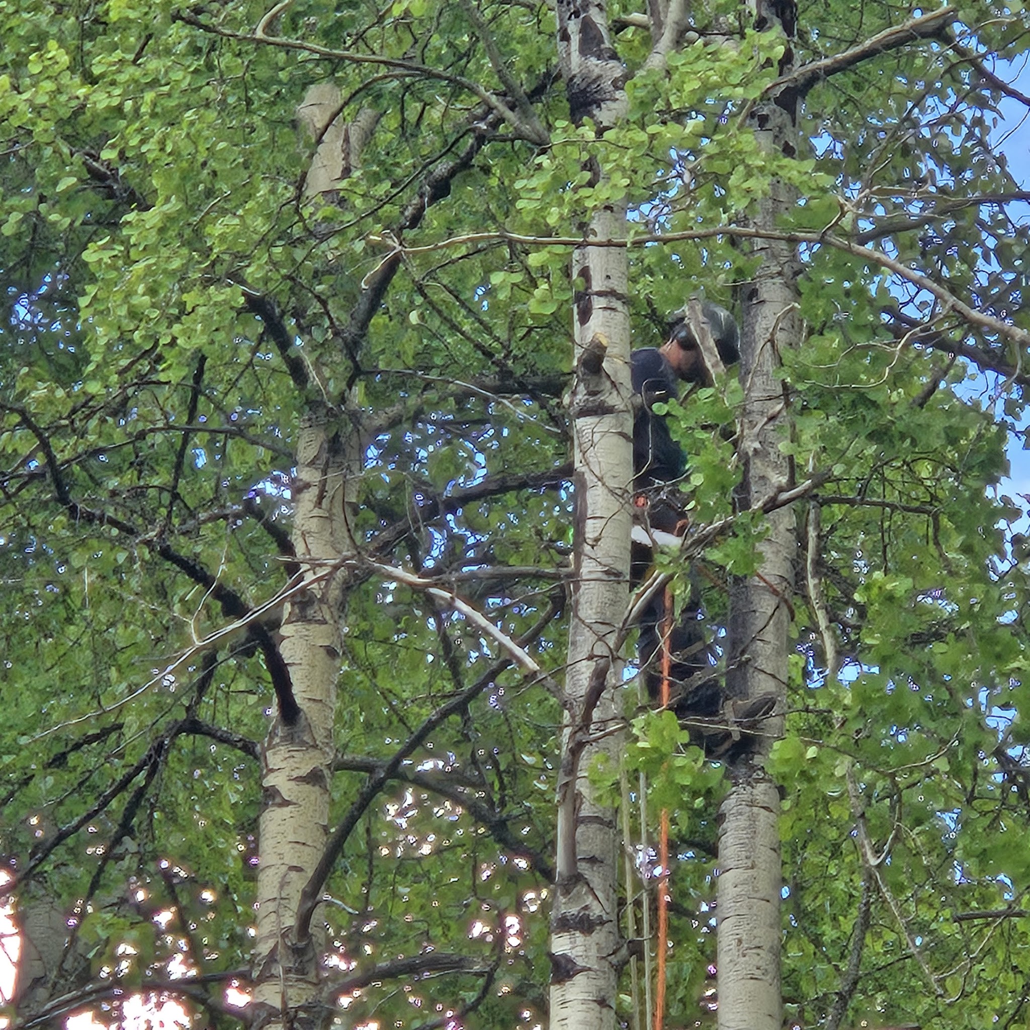 Tree Pruning & Trimming in Prince George, BC
