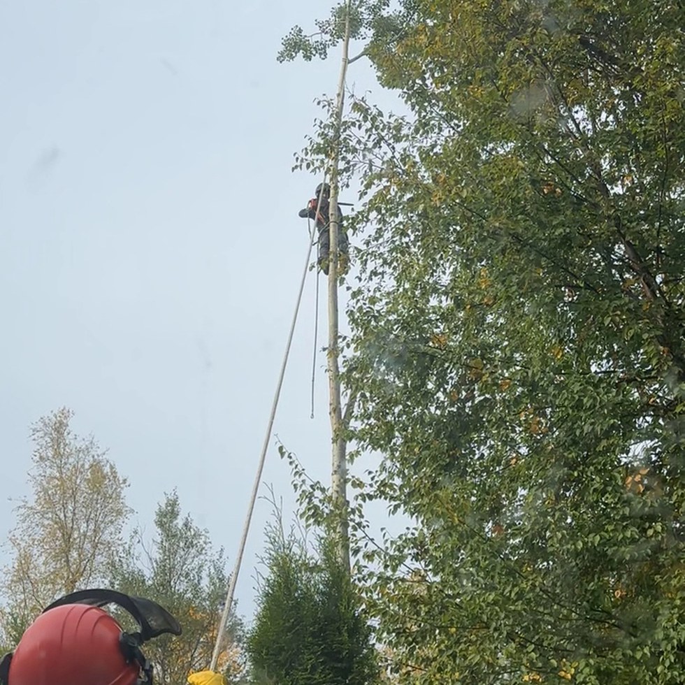 Cypress Tree Service crew at work in Prince George