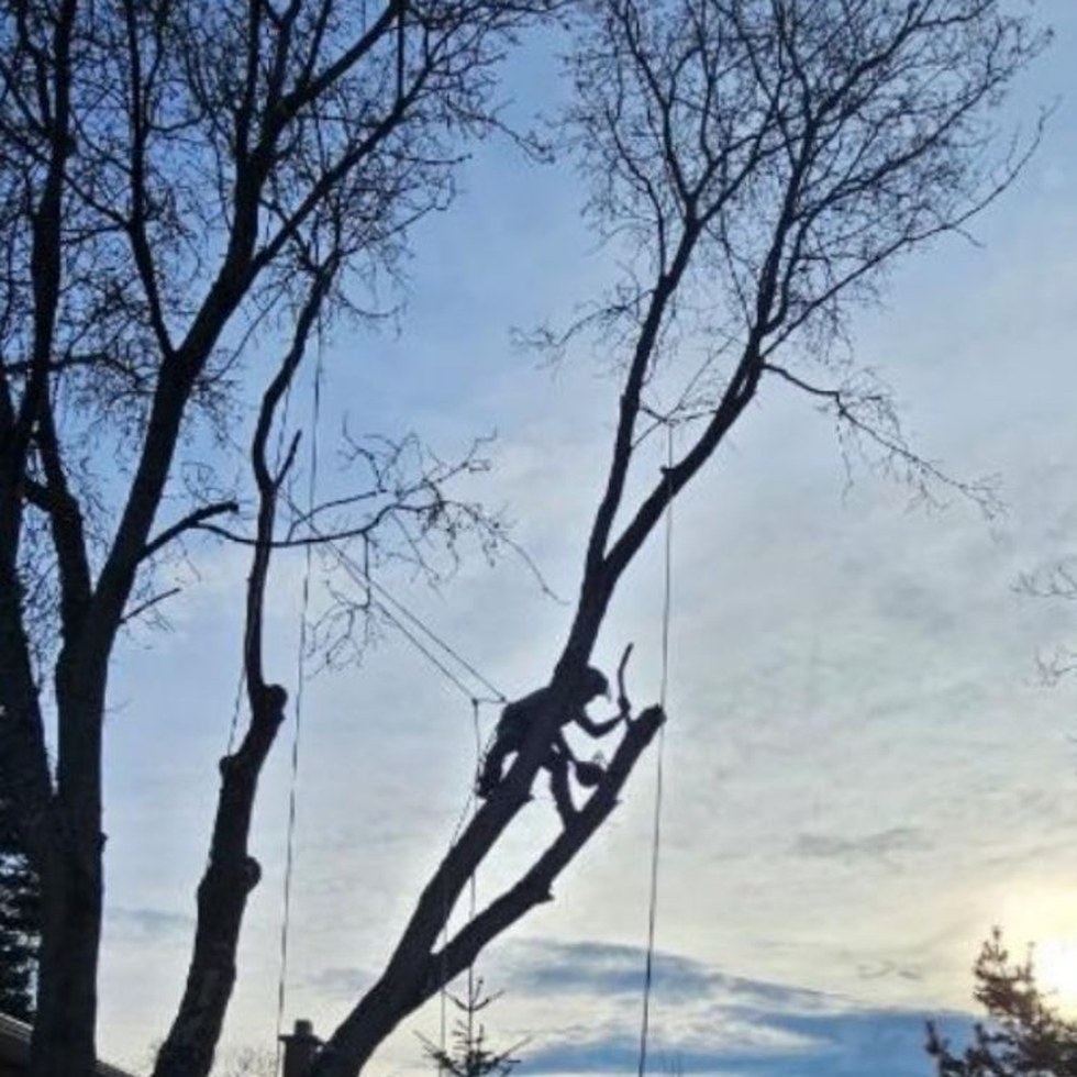 Bare tree crown at dusk