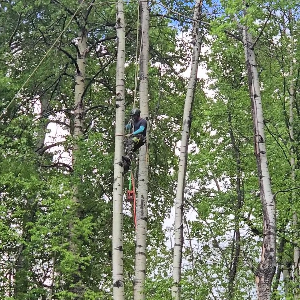 Cypress Tree Service working in Prince George, BC