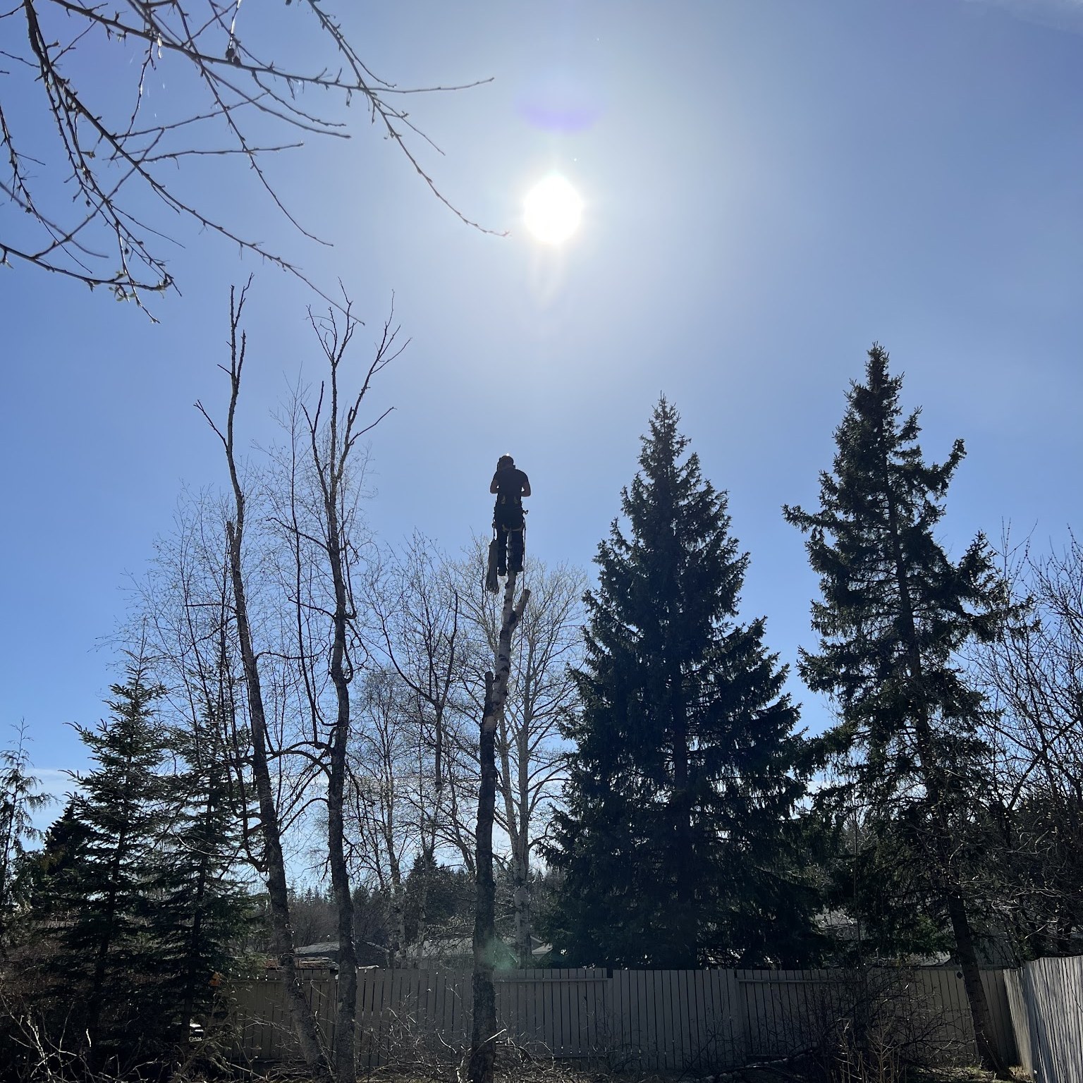 Bare trees at a residential property