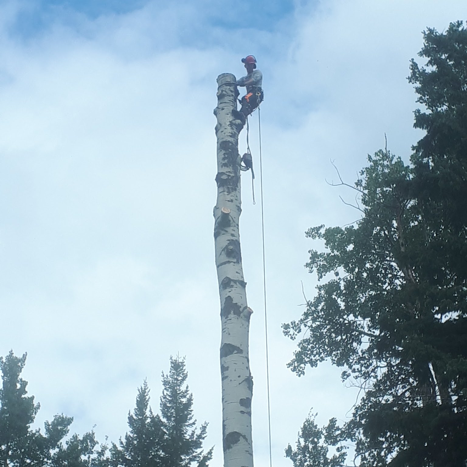 Cypress Tree Service working in Prince George, BC