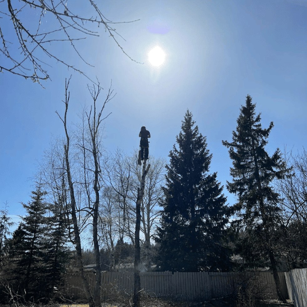 Cypress worker removing a tree