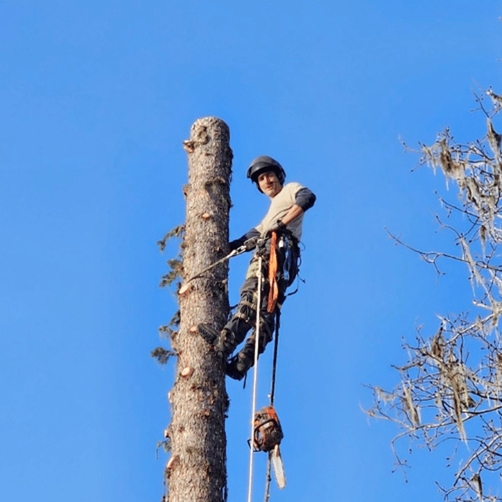 Healthy mature tree