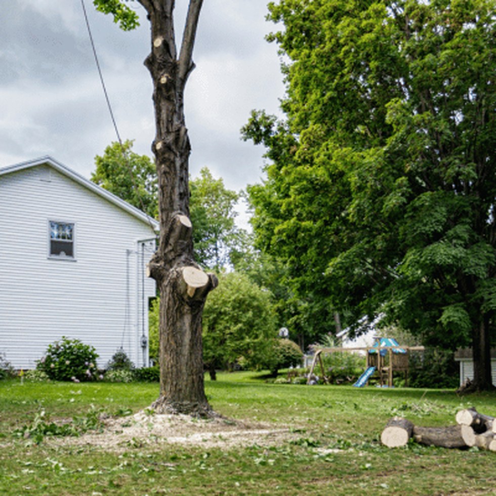 Tree removal work