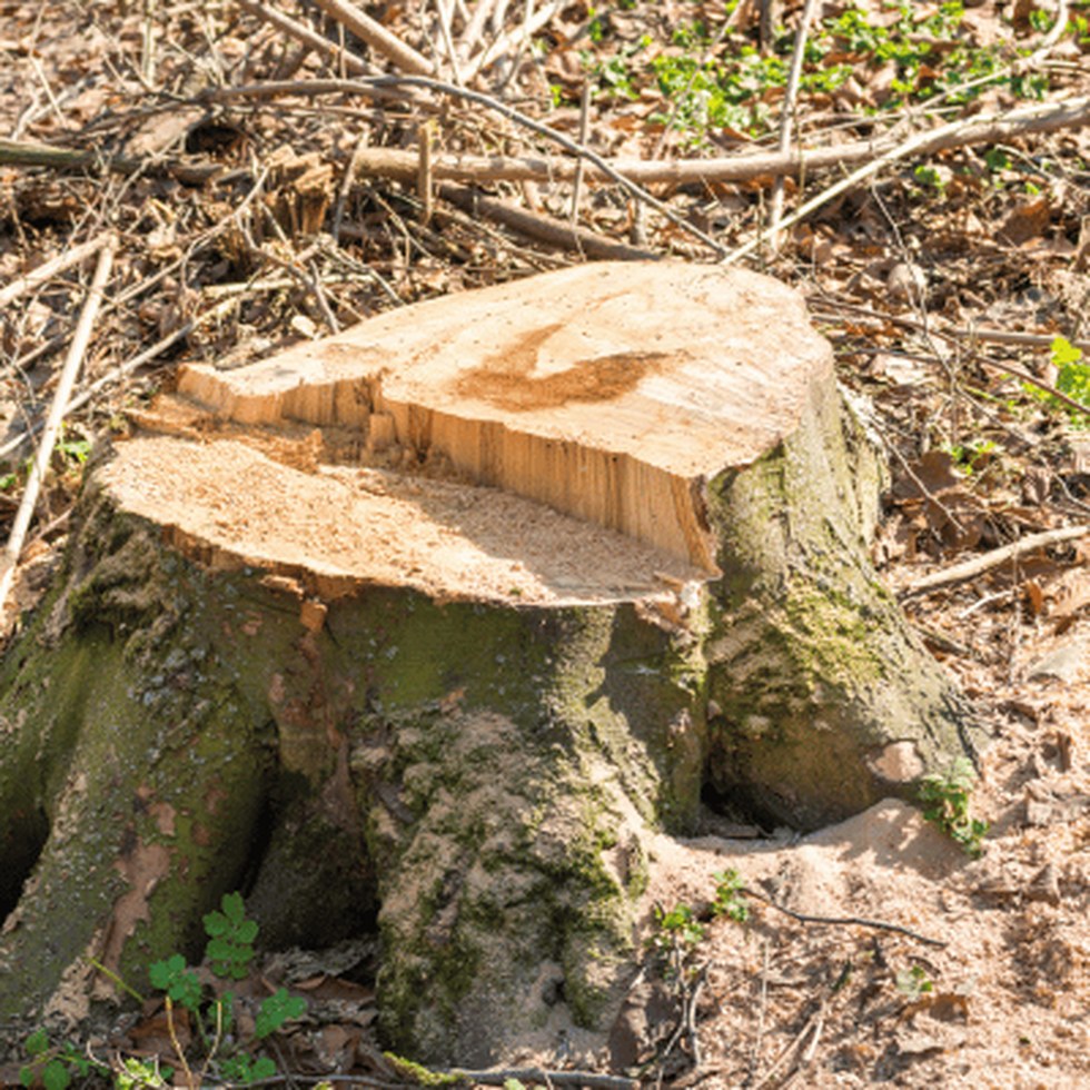Freshly cut stump