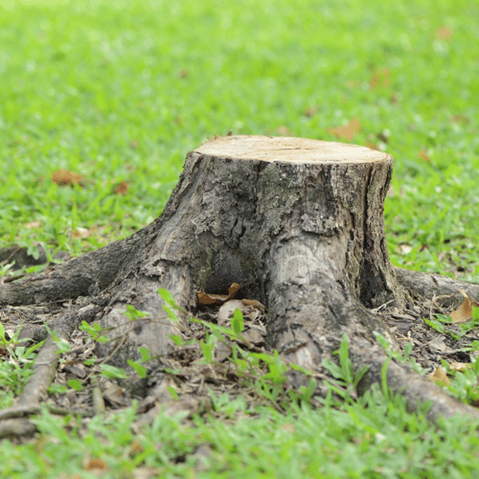Stump removal work