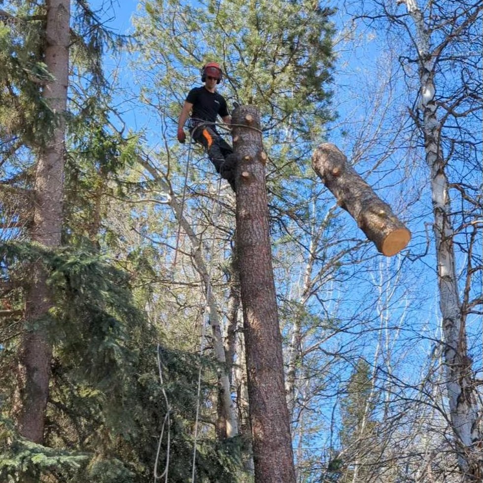Hazardous Tree Removal in Prince George, BC