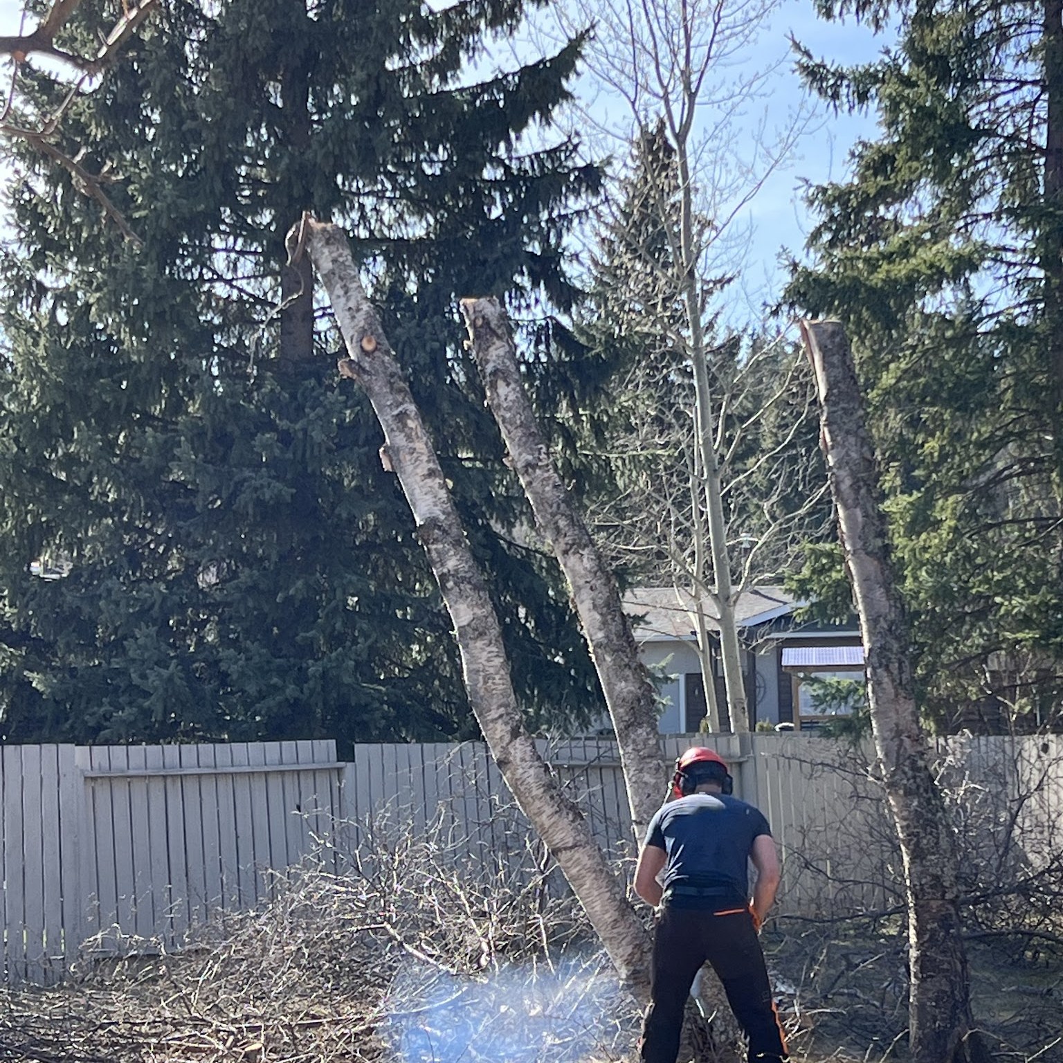 Cypress worker beside a felled tree near a home