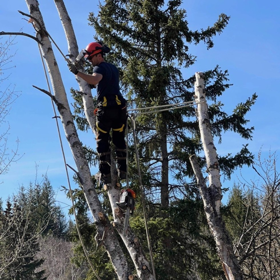 Cypress Tree Service crew at work in Prince George