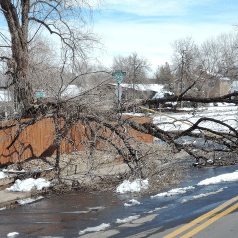 Hazardous Tree Removal in Prince George, BC