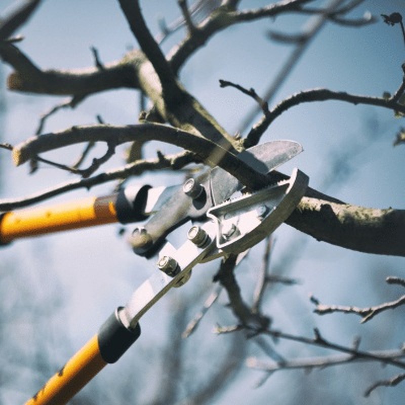 Tree Pruning & Trimming in Prince George, BC
