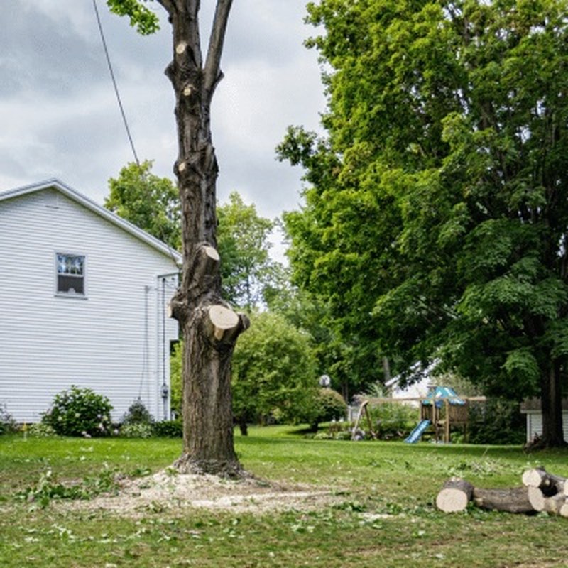 Tree Removal in Prince George, BC