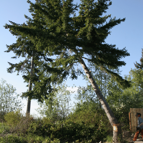 Cypress Tree Service working to remove a tree