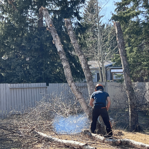 Cypress Tree Service cutting down a tree