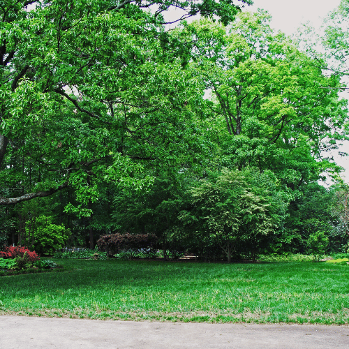 tree trimming and tree pruning services