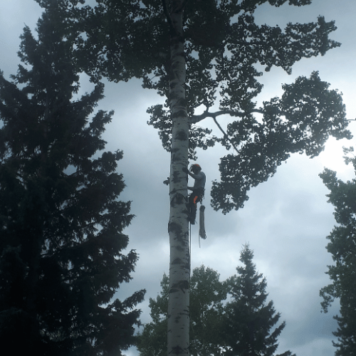 Summit Lake tree care services by Cypress Tree Services