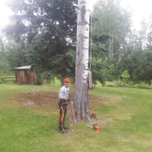 Hixon tree care services by Cypress Tree Services